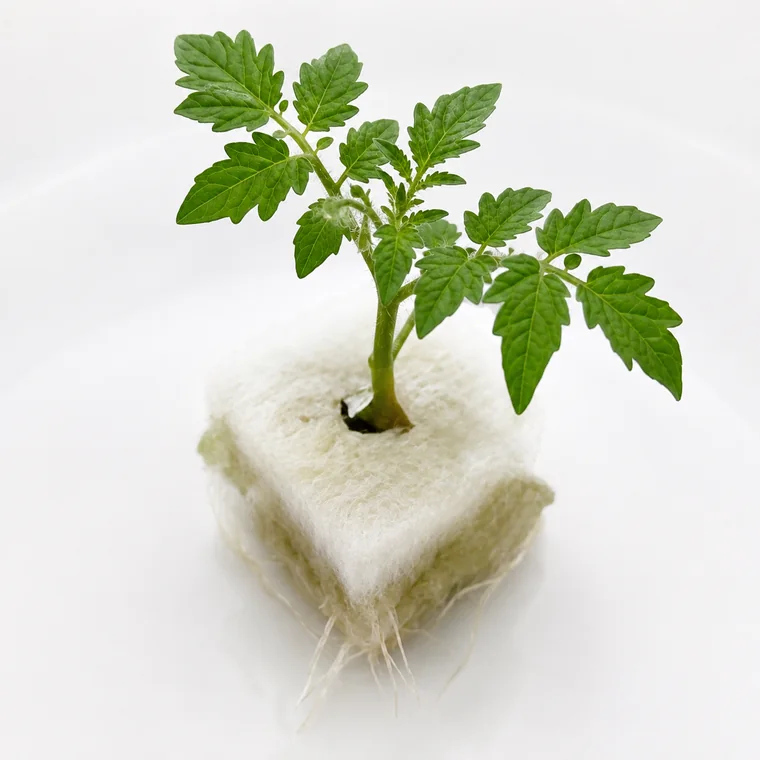 矮性ミニトマトの水耕苗